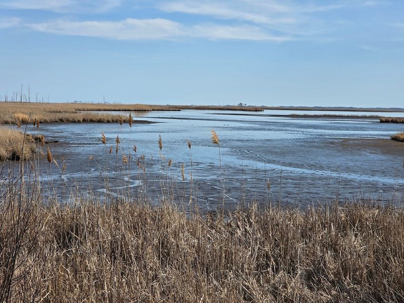 Blackwater National Wildlife Refuge 