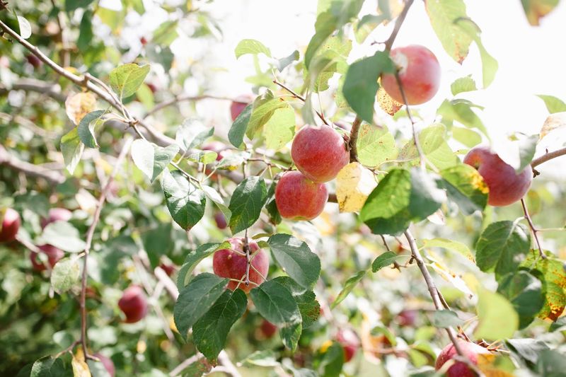 Wills Family Orchard