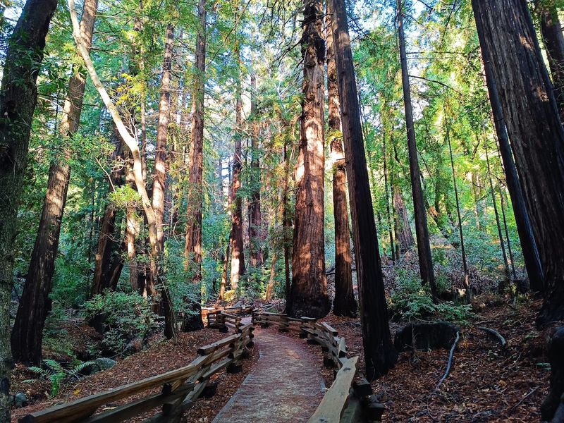 Warden's Path, Pfeiffer Big Sur State Park
