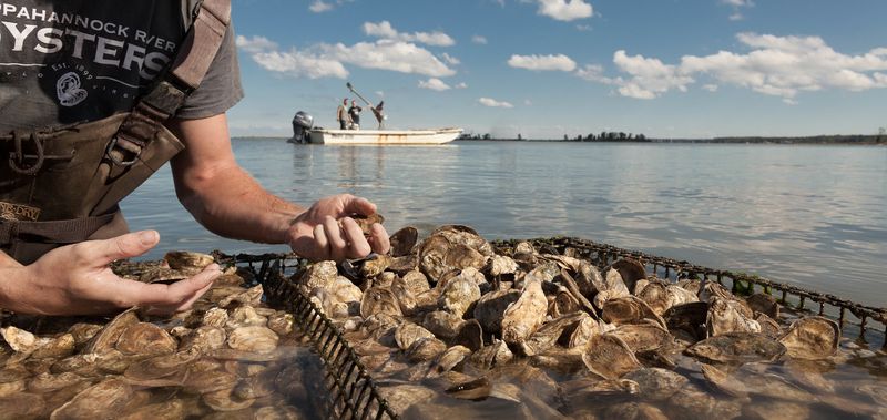 Rappahannock Oyster Co. And The Science Behind The Shell