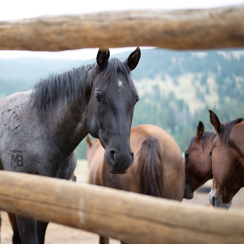 320 Guest Ranch