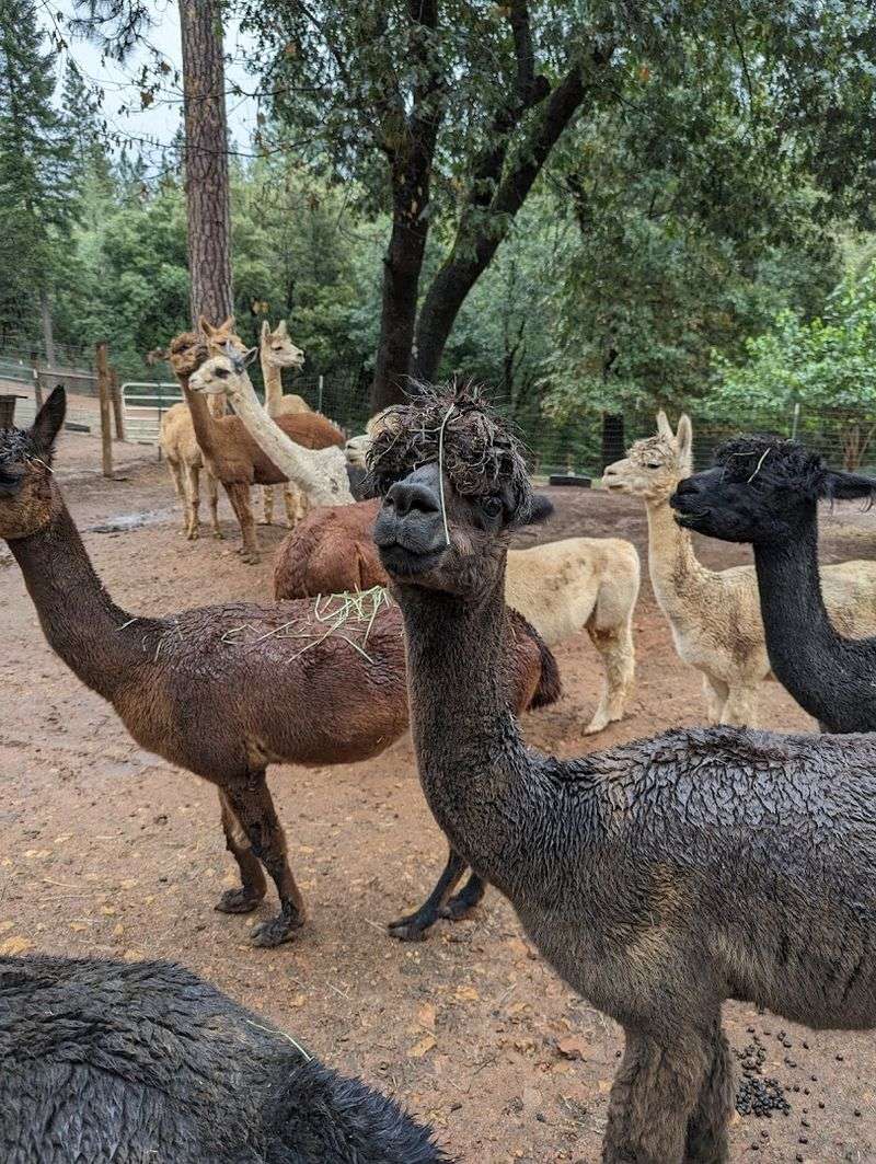 Sierra Rose Alpacas, Grass Valley