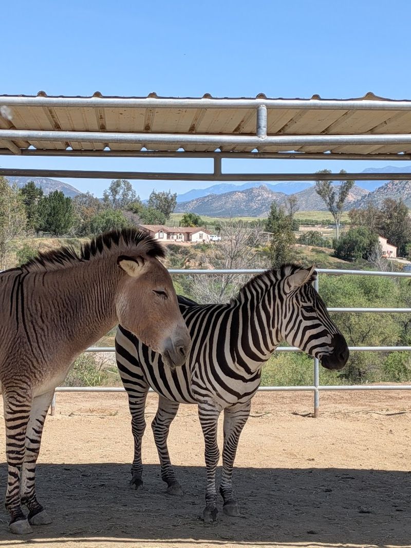 Feed, Pet, And Brush The Animals Yourself