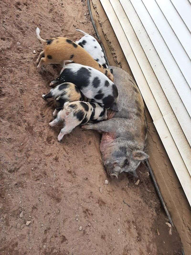A Fun, Interactive Farm Experience For The Family