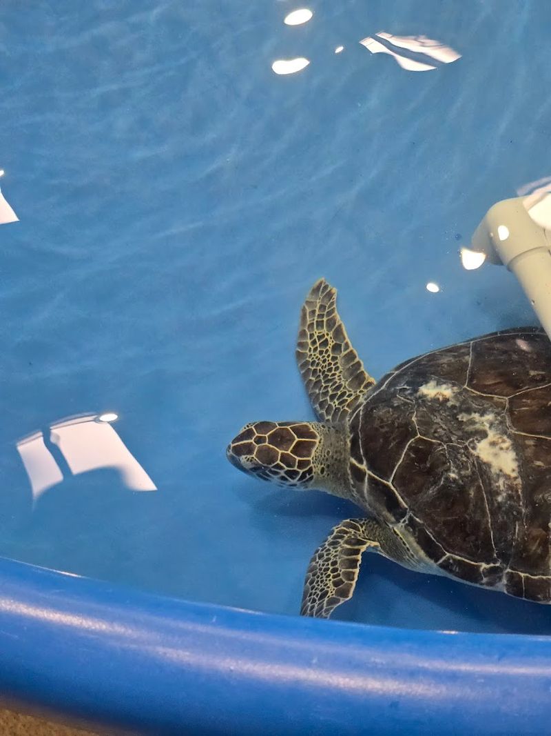 Sea Turtle Conservation