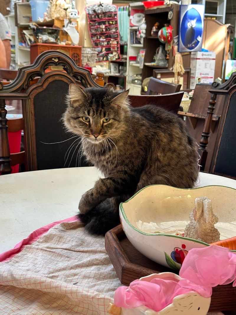 Cats Among Finds