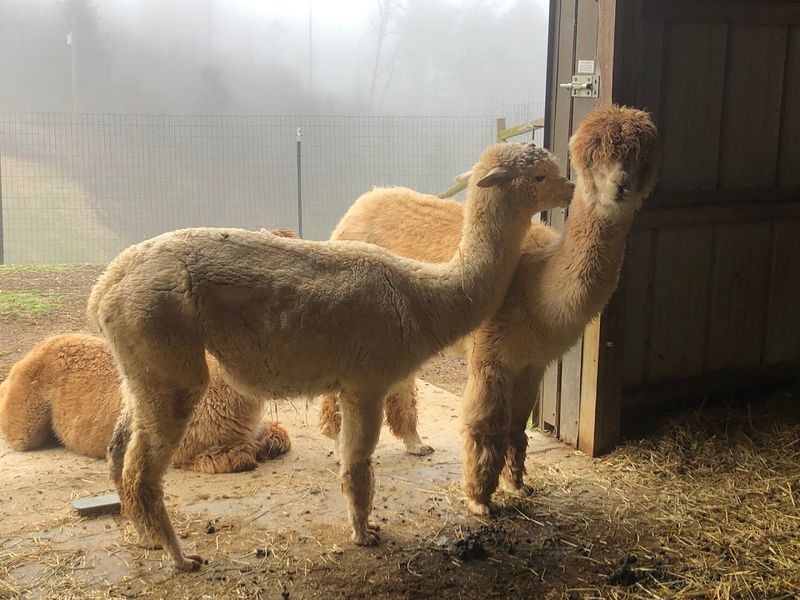 Last Penny Farm Alpacas, Weaverville