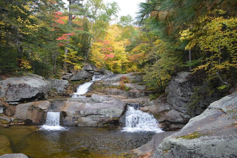 Golden Foliage Across Four Seasons