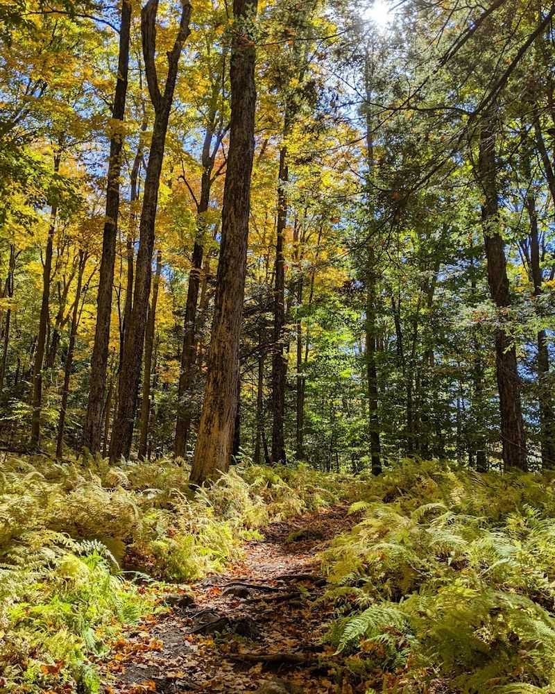 Mountain Laurel Season Turns This Park Into Pure Magic