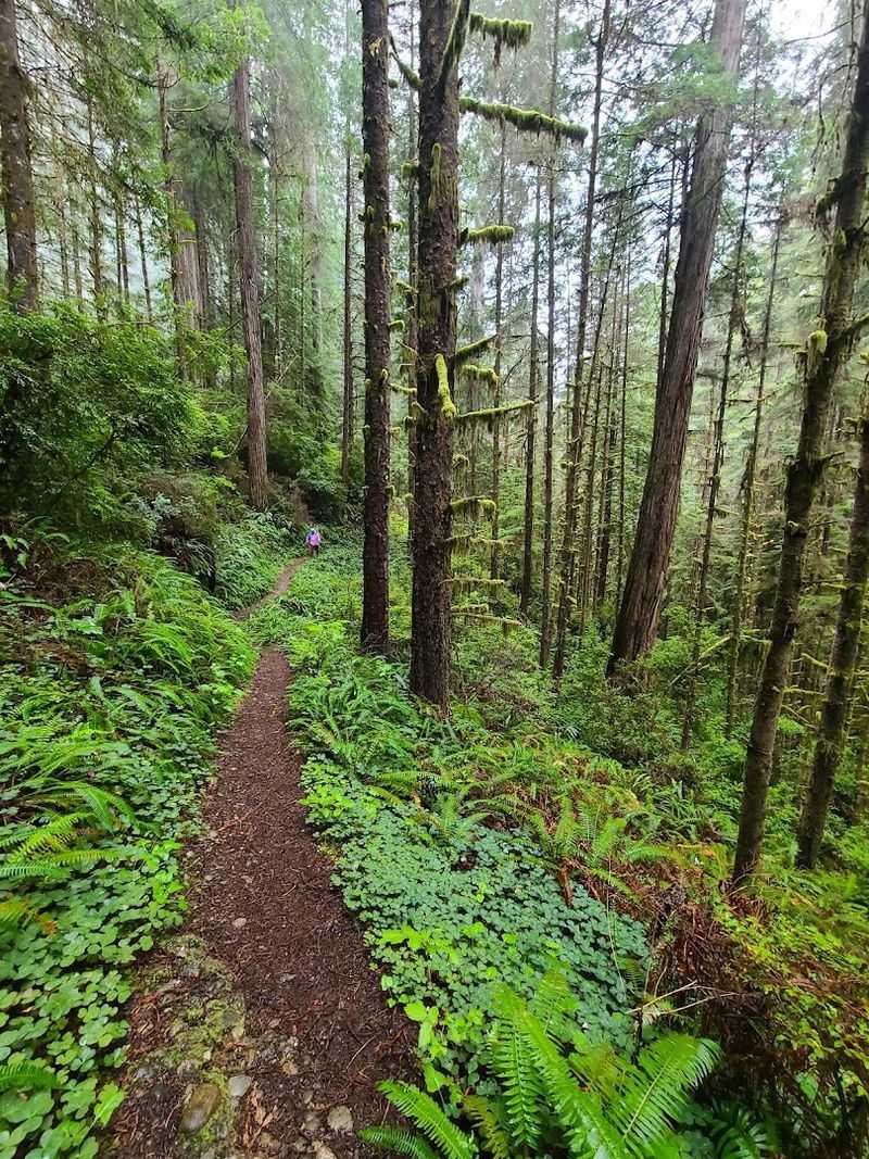 Fern Canyon Loop Trail, Prairie Creek Redwoods State Park, Orick