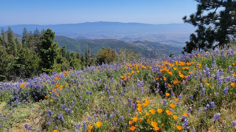 Figueroa Mountain Overlook, Santa Ynez Valley