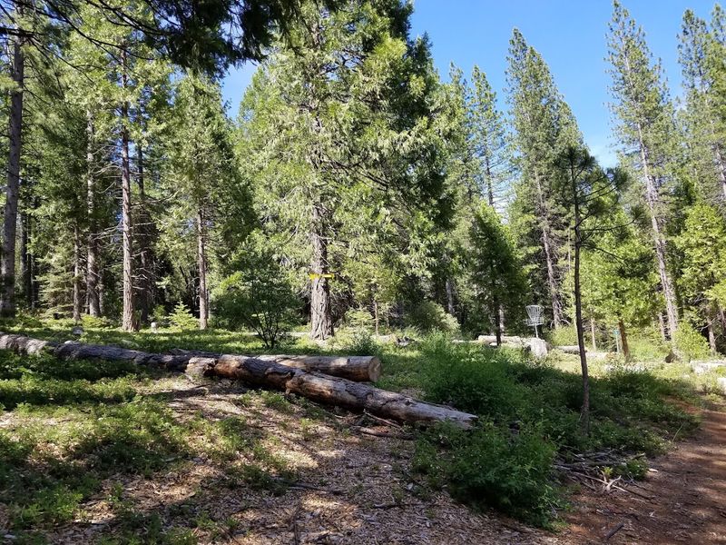 This California Bike And Hike Trail Has Scenic Overlooks Worth The Climb - Decor Hint Cedar, Pine, Fir, and Oak Define the Forest Feel