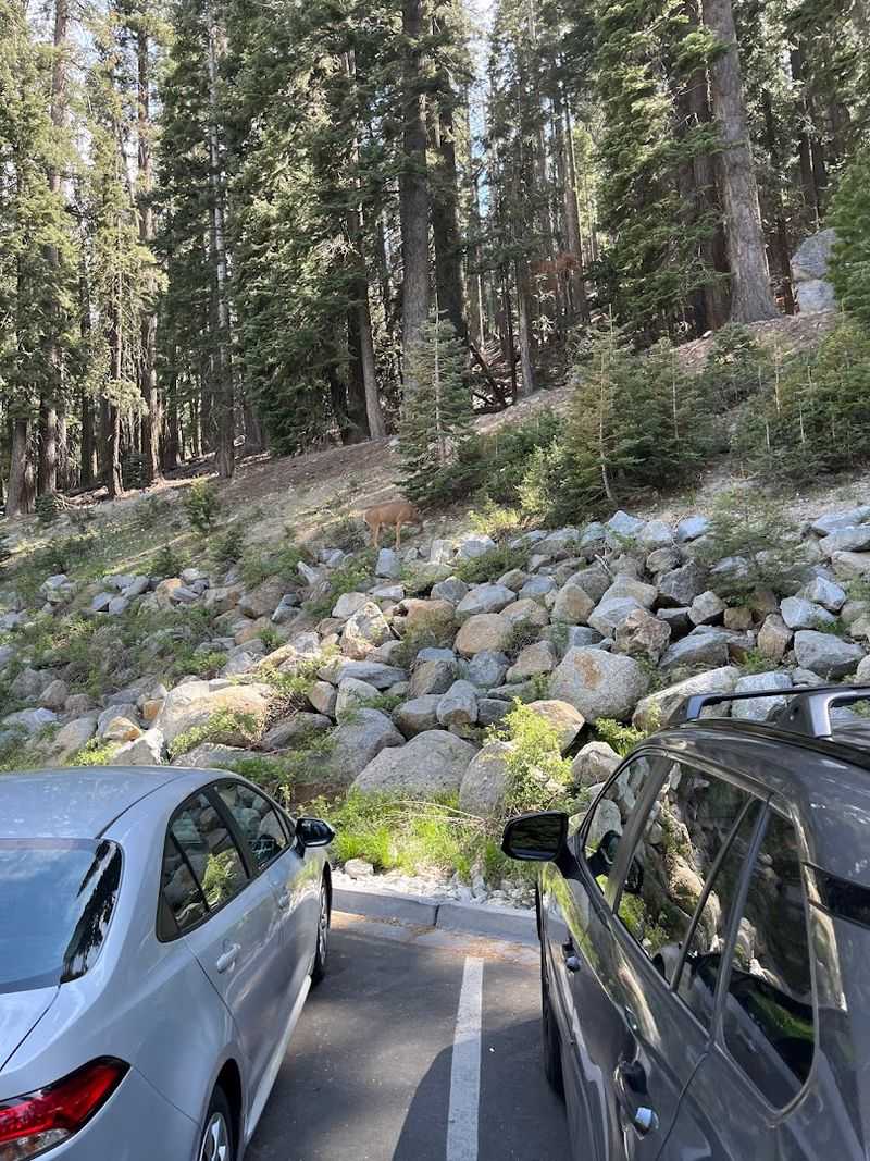 Glacier Point Road Opens Seasonally