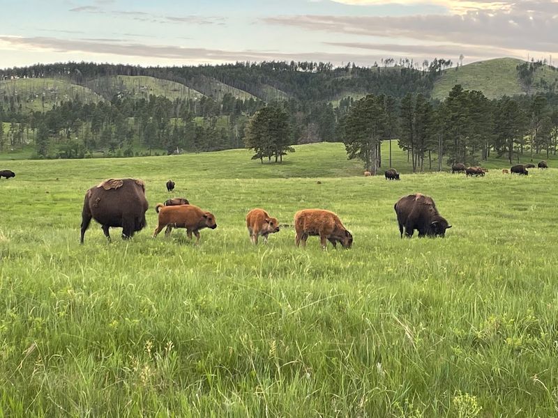 Custer