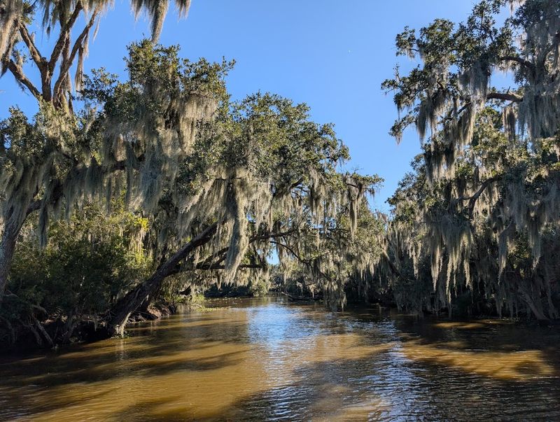 Bayou Swamp Tour