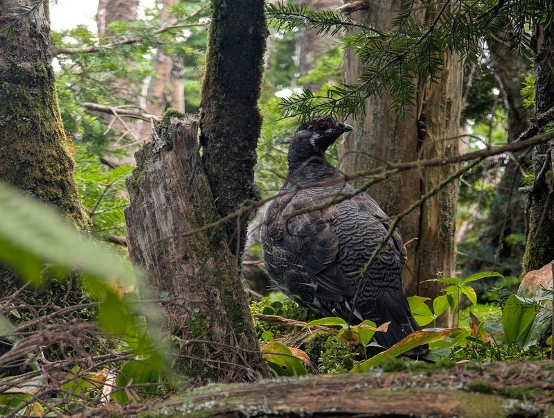 Moose Sightings And Boreal Birds