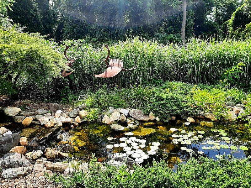 The Peaceful Pondside Experience