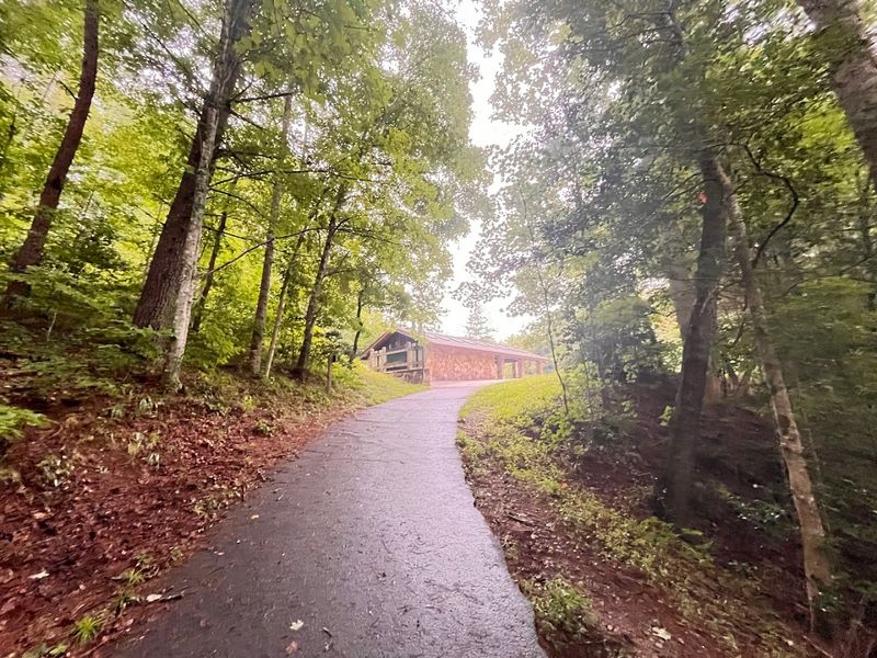 Late-day Light Through The Trees