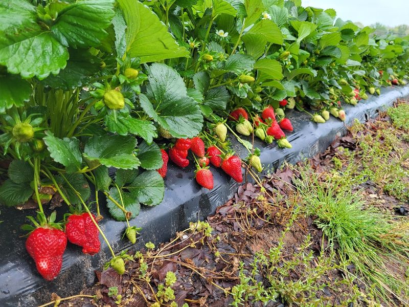 Commerce Farmers Market