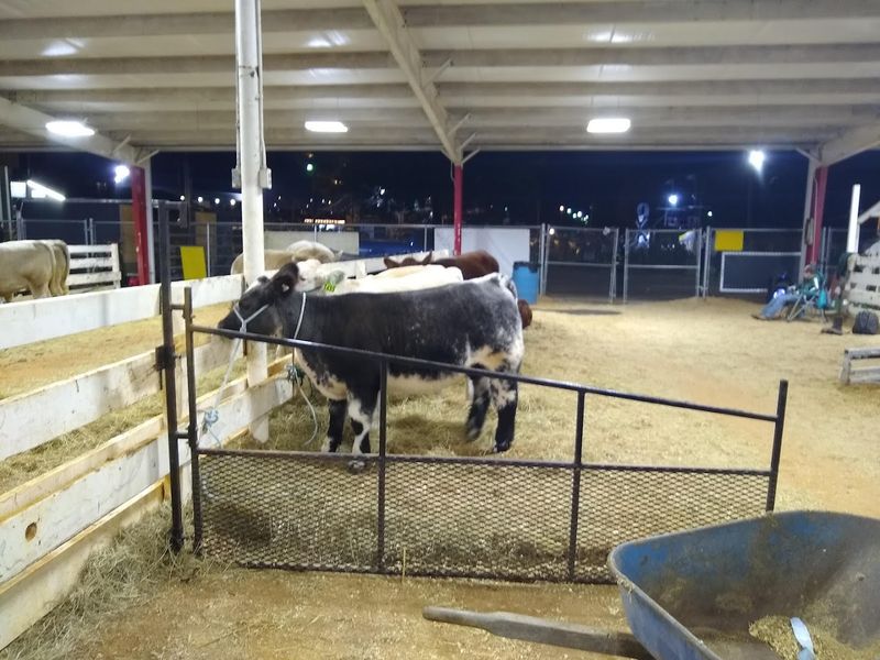 Livestock Exhibits That Connect You To Real Farm Life