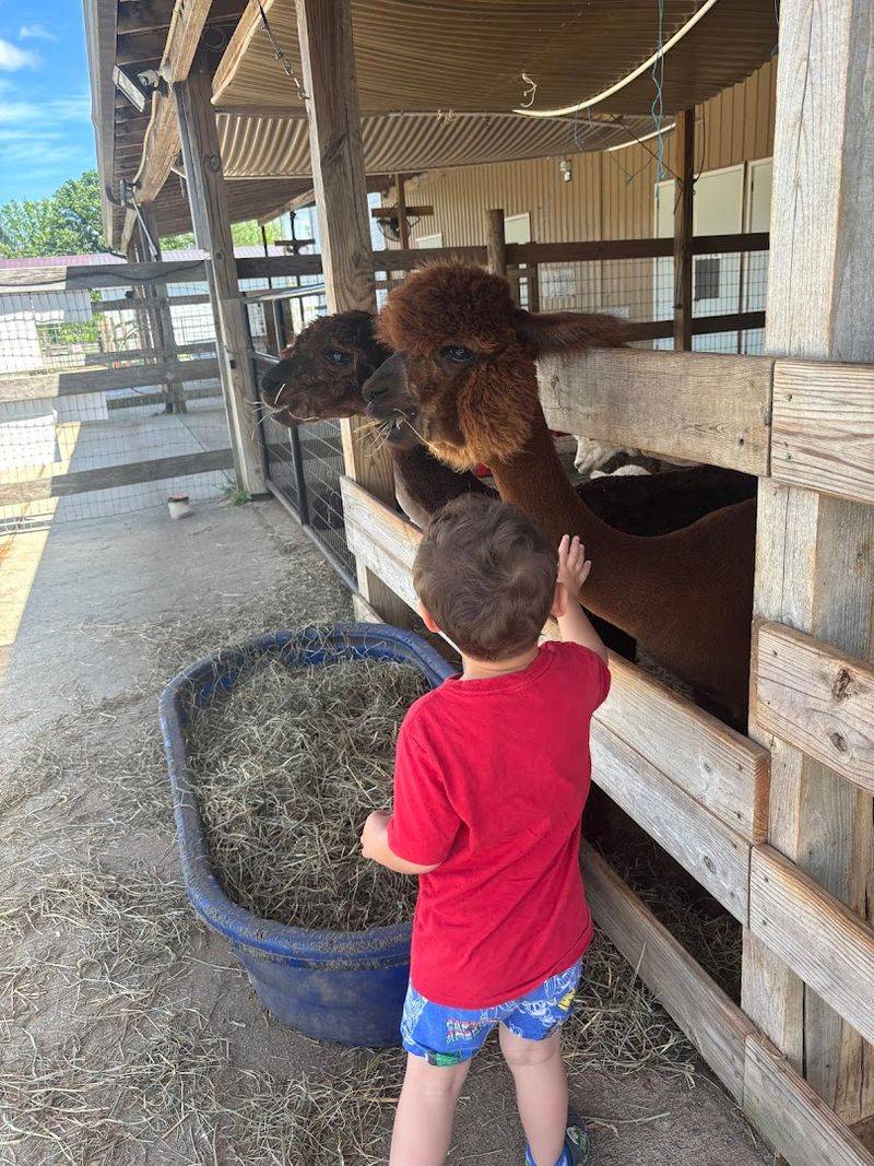 Carolina Sunshine Alpaca Farm, Pittsboro