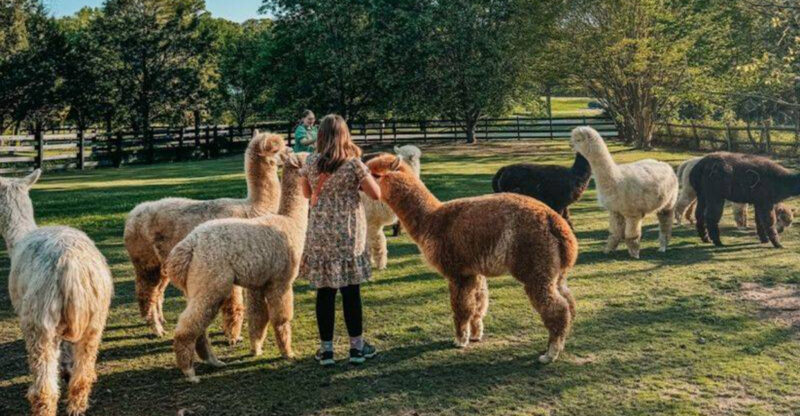 North Carolina Alpaca Farms Worth The Drive Even On An Unplanned Day