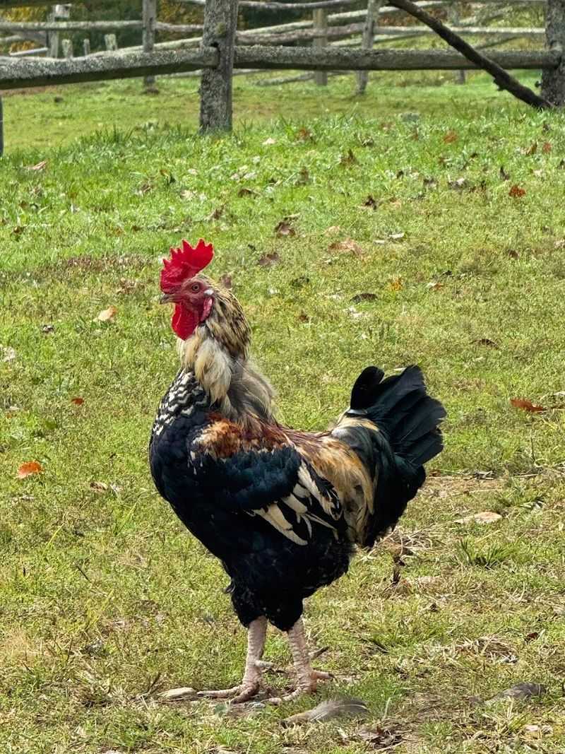 North Carolina Farms Where Egg Collecting Feels Like An Adventure - Decor Hint Willet Ponds Farm, Todd