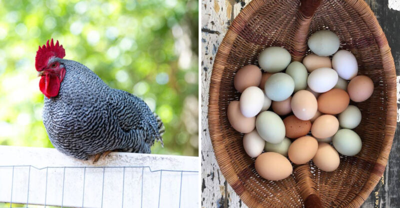 North Carolina Farms Where Egg Collecting Feels Like An Adventure