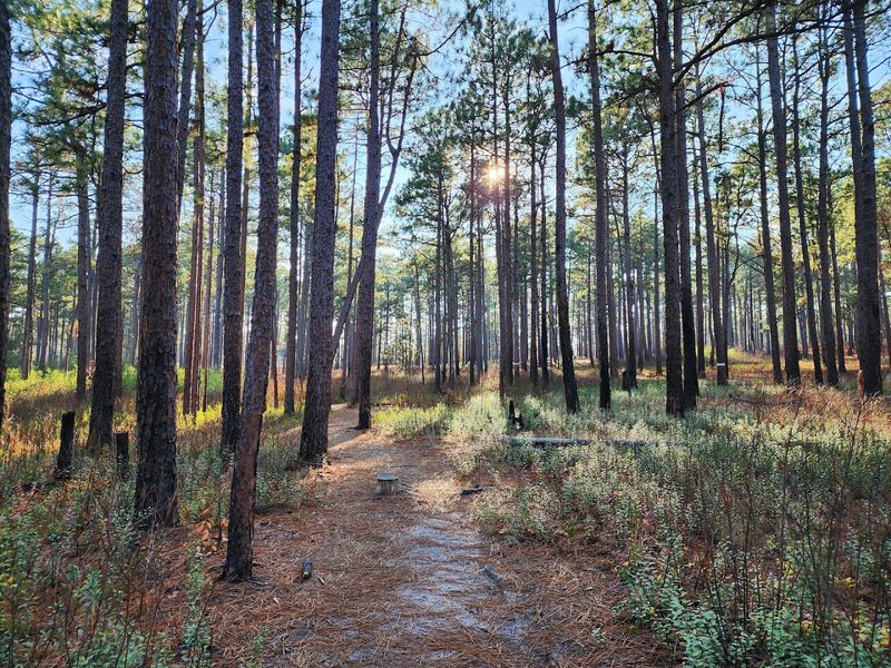Weymouth Woods Sandhills Nature Preserve