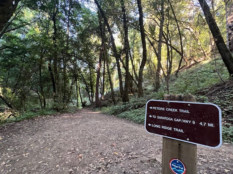 Peters Creek Trail / Ancient Grove Route, Portola Redwoods State Park, San Mateo County