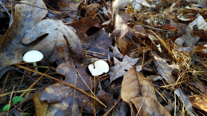Mossy Logs And Forest Textures
