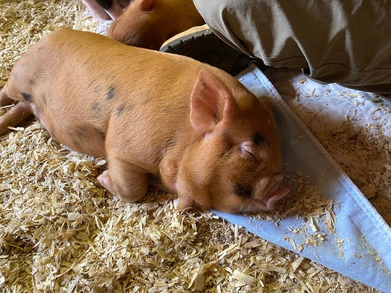 Get Up Close With Adorable Animals