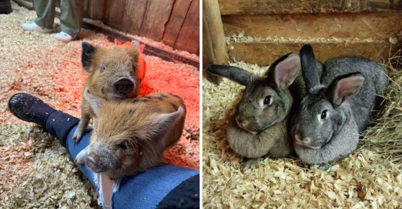 One Of The Cutest Animal Encounters You Can Find In Connecticut