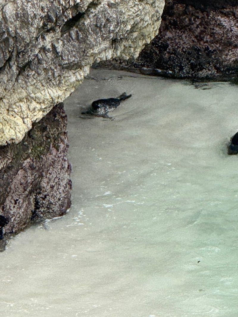 A Living Home For Seals, Sea Lions, Otters, And Whales