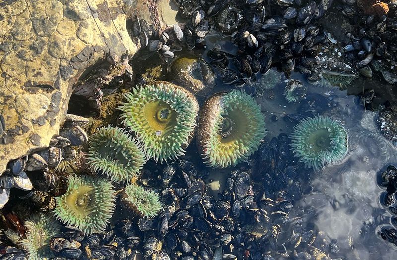 Tide Pools That Turn Low Tide Into a Discovery Session
