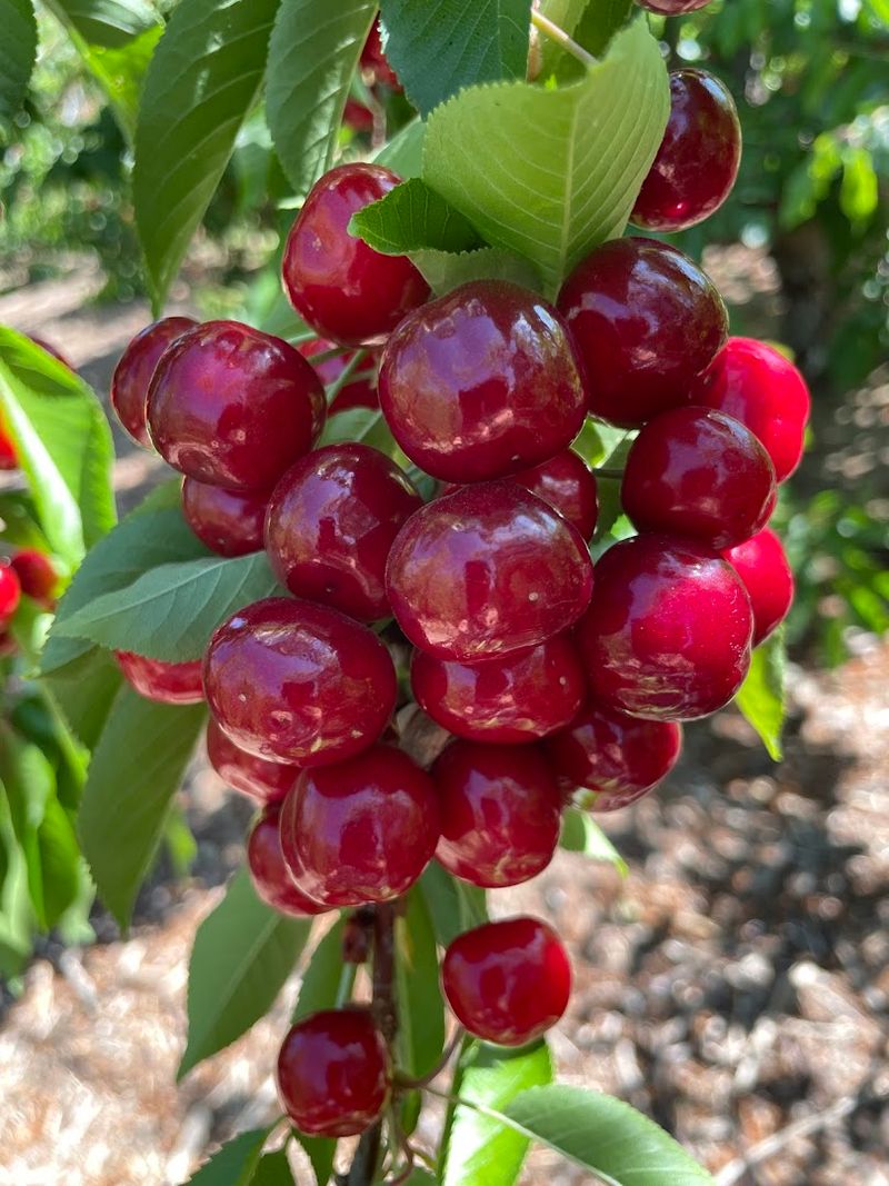 Pricing, Minimum Purchase, And Payment Options