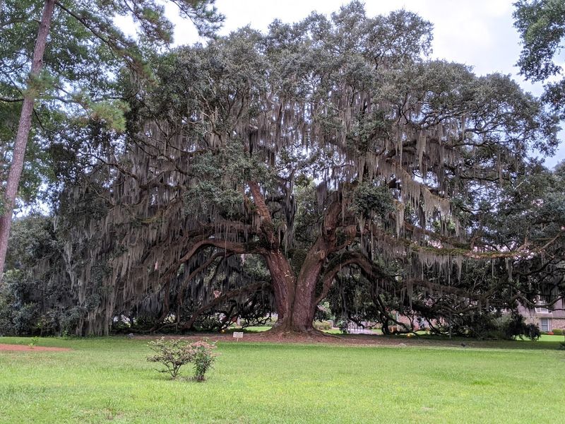 Majestic Oak Trees and Spanish Moss
