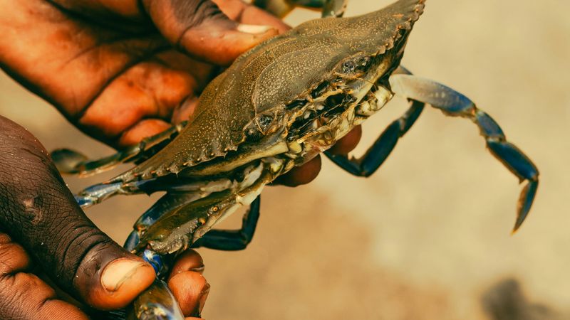 Why Blue Crabs Belong On Your Table