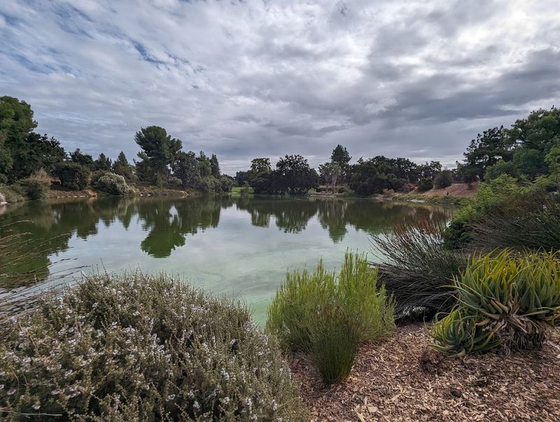 Mediterranean Climate Plant Adaptation