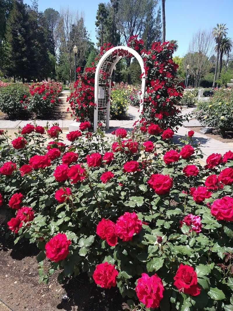 Most People Don't Know About This Stunning 40-Acre Rose Garden In California - Decor Hint Children's Peace Messages Are Engraved Throughout The Garden