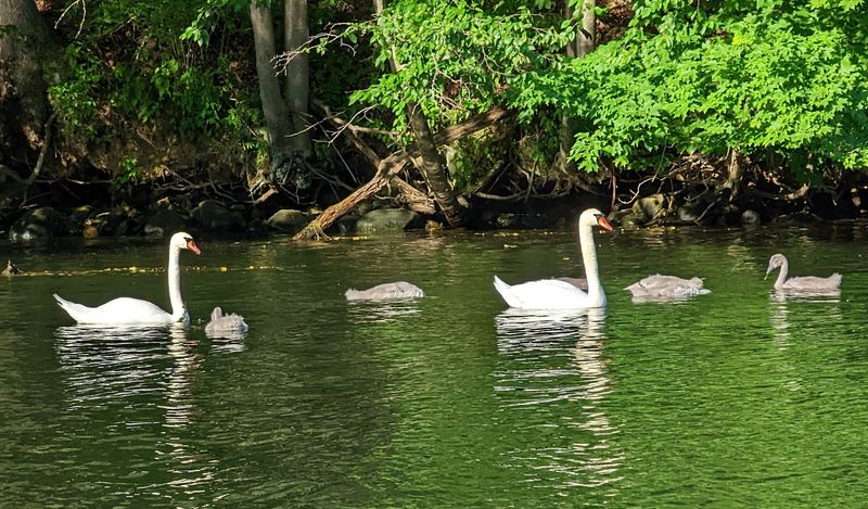 A Natural Haven For Wildlife And Quiet Reflection