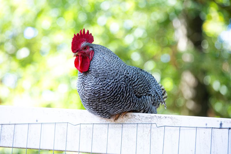 North Carolina Farms Where Egg Collecting Feels Like An Adventure - Decor Hint Together Built Farm, Asheville