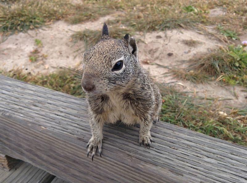 Wildlife Watching Is Part Of The Appeal