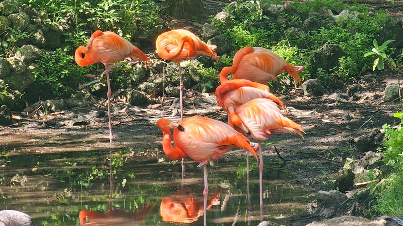 These 10 Tranquil Florida Spots Are Still Under The Radar - Decor Hint Homosassa Springs Wildlife State Park, Citrus County