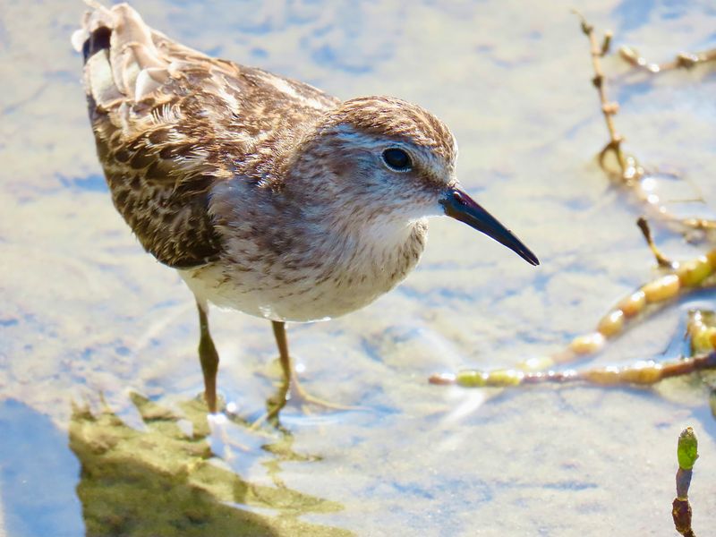 Shorebird Nesting Habitat