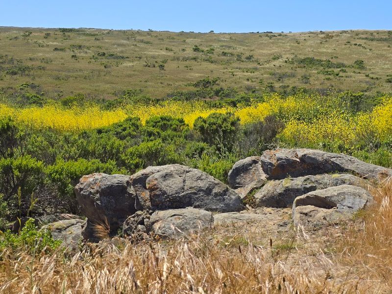 Wide-Open Grassland Views