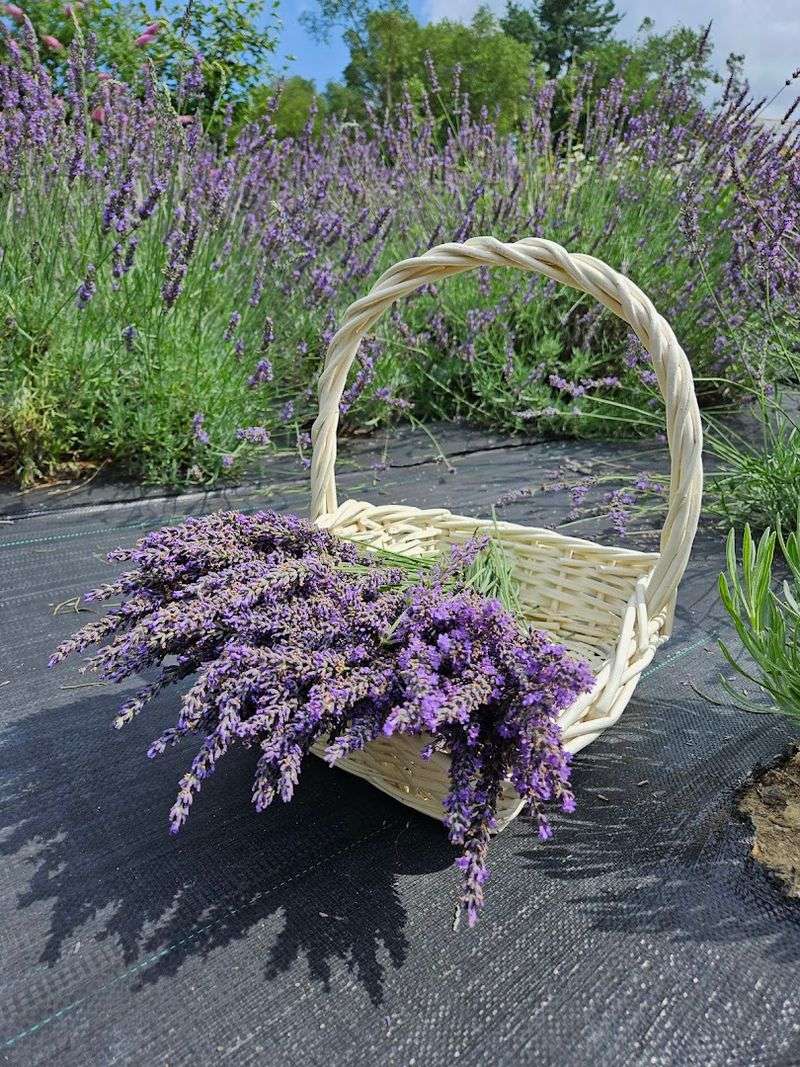 Pick Your Own Lavender At This Local Gem