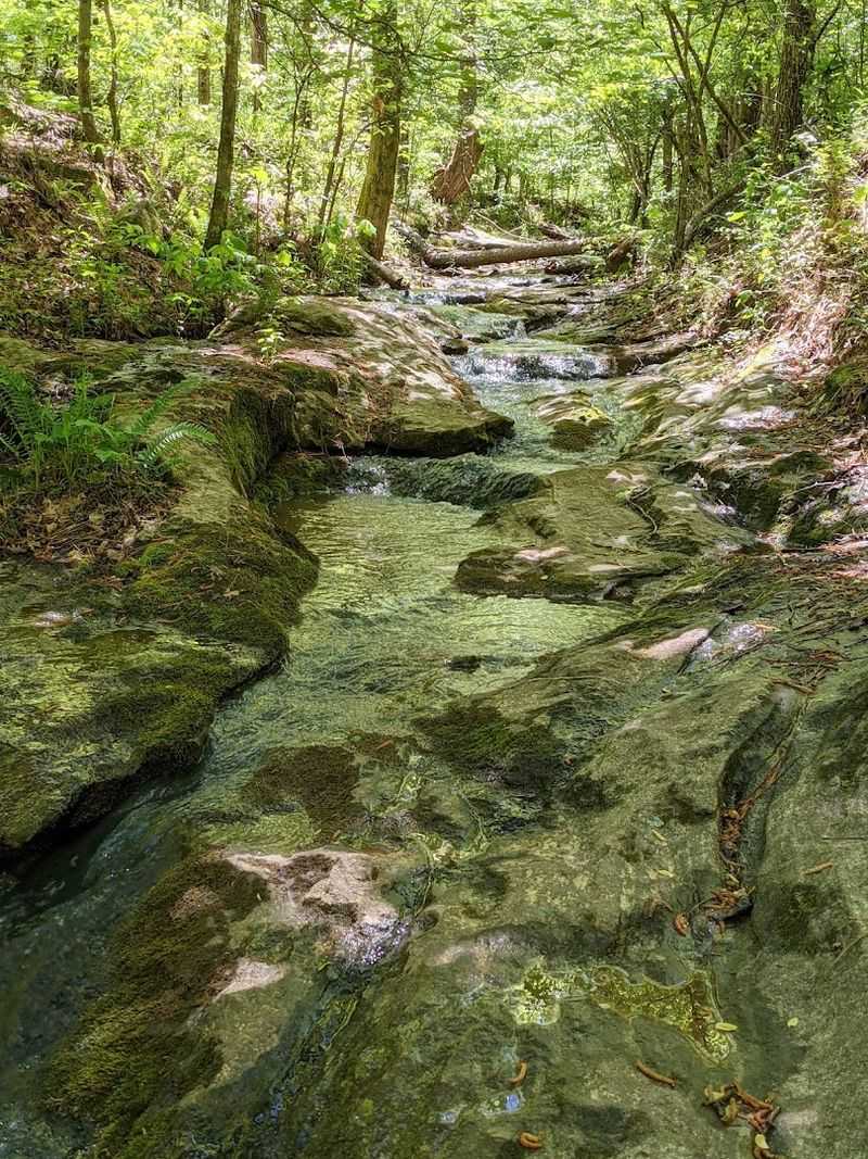 Wildlife Watching That Rewards Patient Visitors