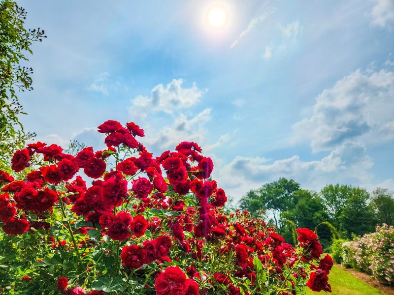 This Enchanting Botanical Garden In Connecticut Is One Of The State's Best Kept Secrets - Decor Hint Why Families, Couples, And Solo Visitors Love It