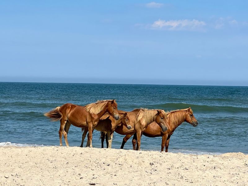Assateague Island National Seashore